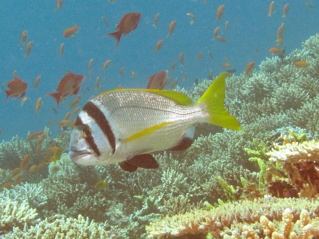 Acanthopagrus bifasciatus